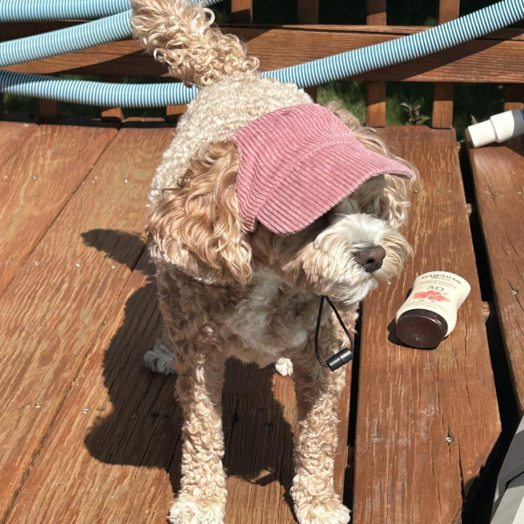 Cute Dog Corduroy Outdoor Cap
