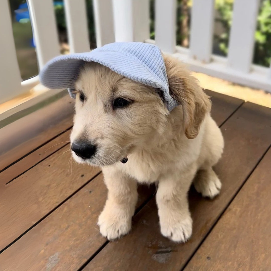 Cute Dog Corduroy Outdoor Cap