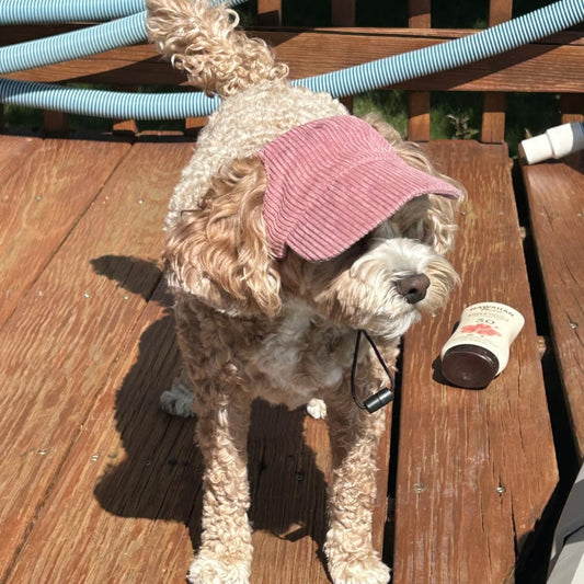 Cute Dog Corduroy Outdoor Cap
