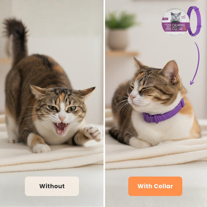 Cat Calming Pheromone Collar